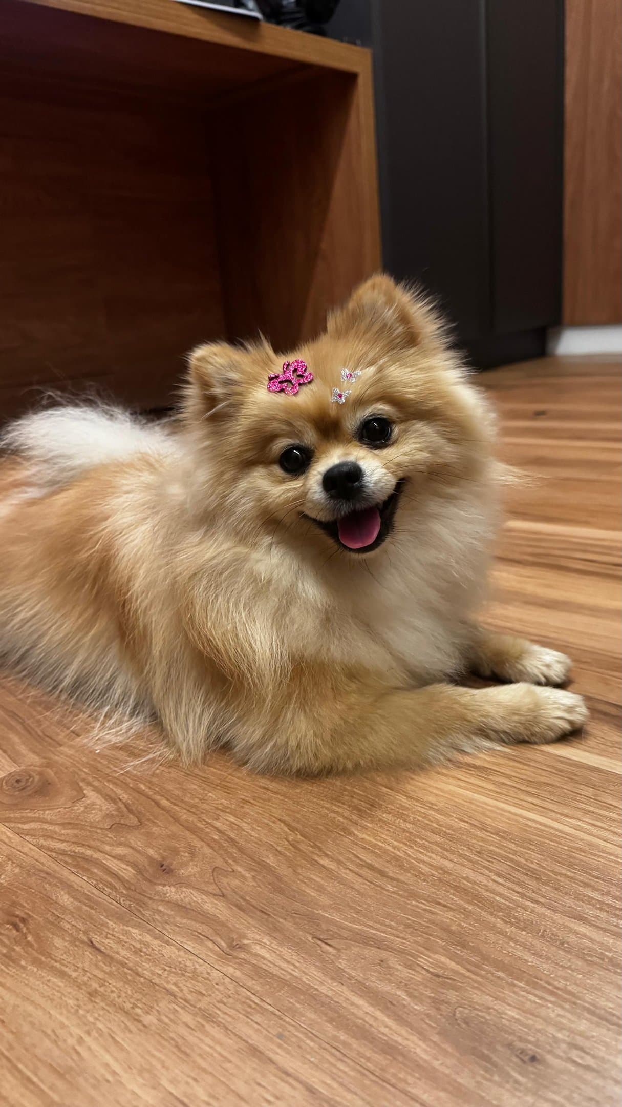 Nala, a Spitz alemã cor de caramelo, deitada no chão